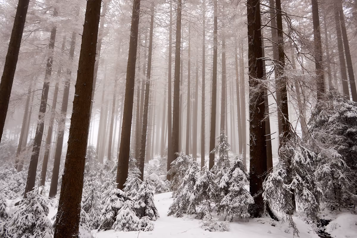 Wald am Brocken Harz